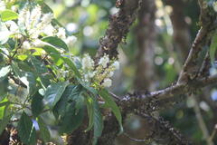 Symplocos cochinchinensis subsp. laurina